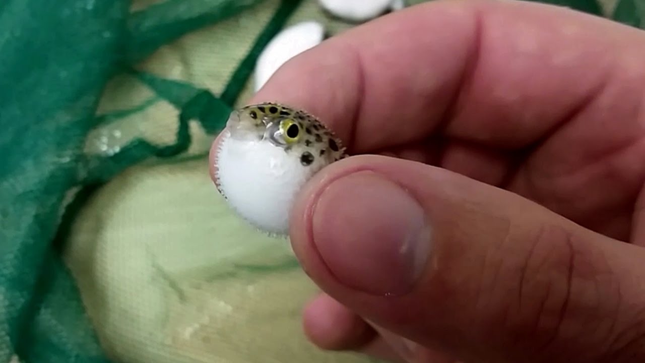 El pez globo de agua dulce verde (Tetraodon nigroviridis) Ficha Técnica