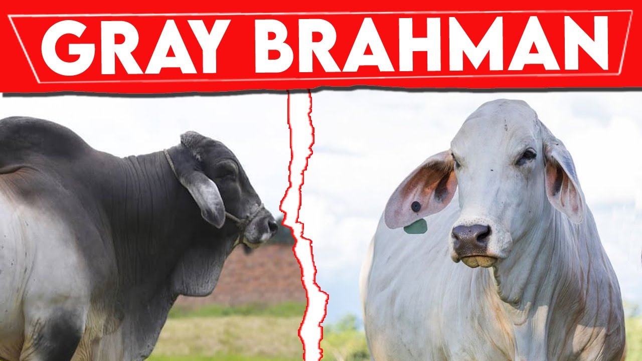 ⭕ Biggest BRAHMAN Cows and BULLS ✅ Every Breed In The World || Brahman Bull