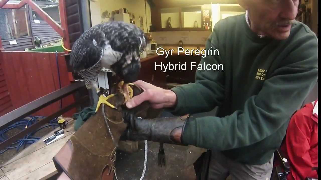 Kielder Water Bird Of Prey Centre with the Calvert Trust