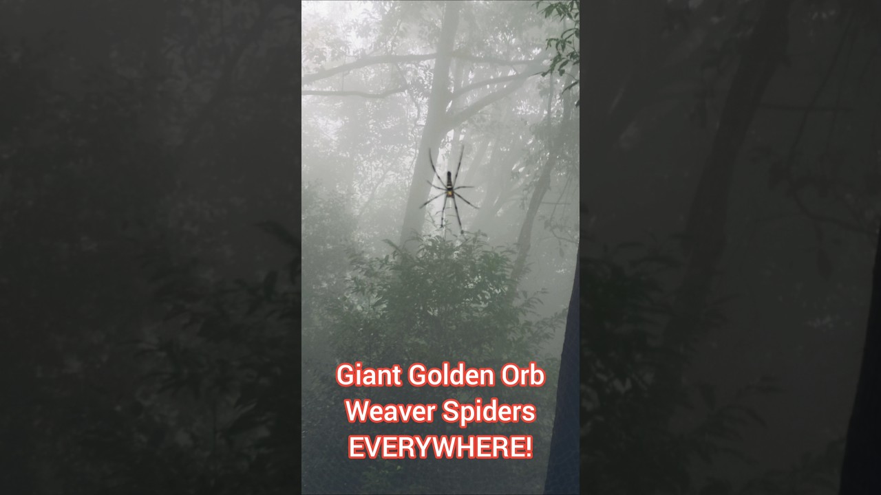 Giant spiders all over this waterfall resort in Laos 🇱🇦 #explorelaos #paksong #tadfane