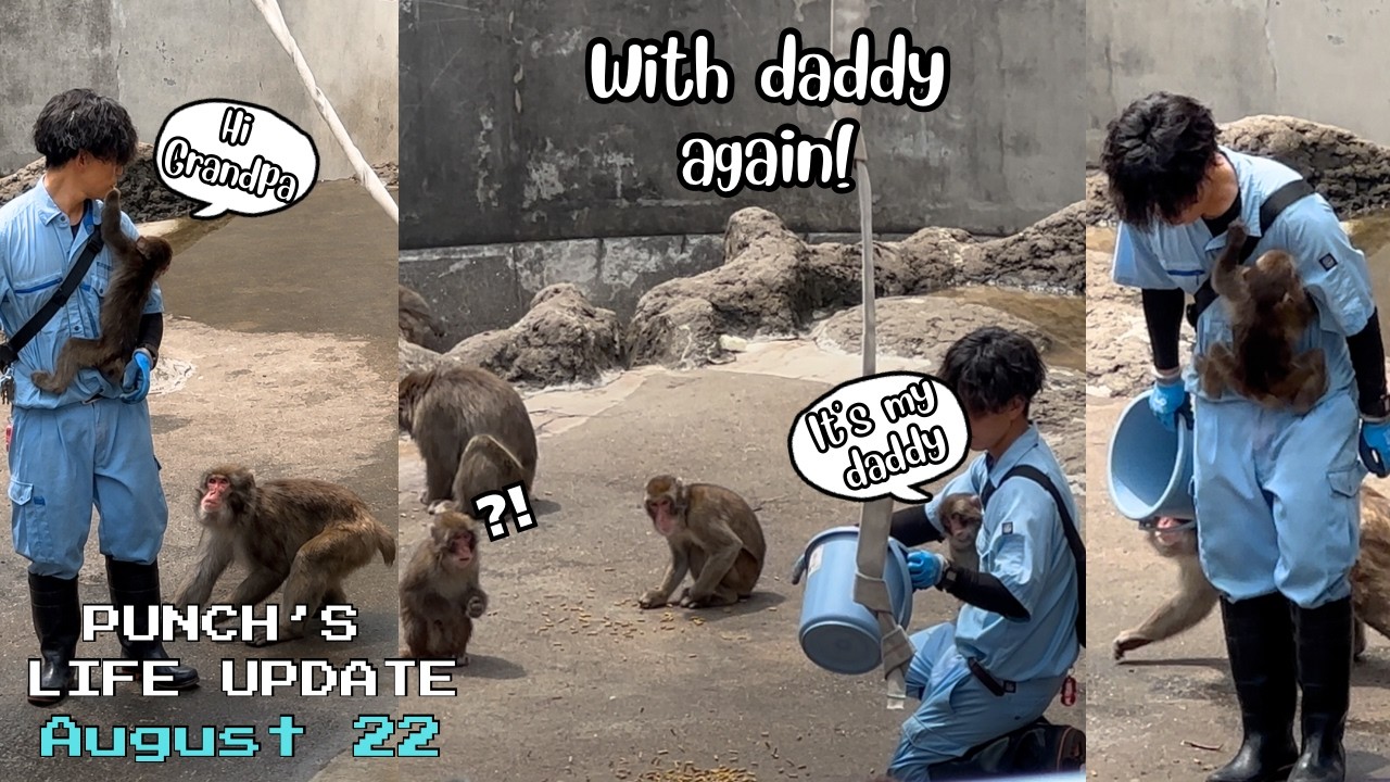 🐒 August 22| With Daddy Again! Punch Doesn&rsquo;t Want to Leave Him 🙉 | UPDATE