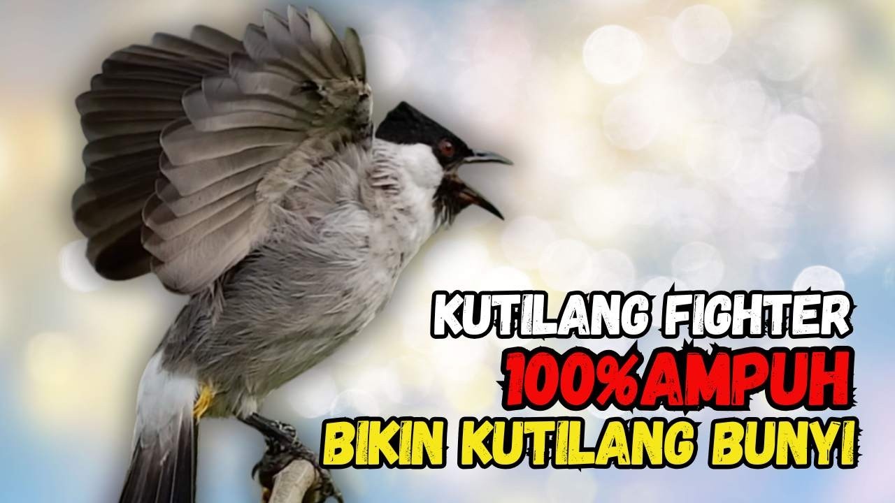 Suara Burung Kutilang FIGHTER Gacor  Cocok Untuk Pancingan Agar Bunyi