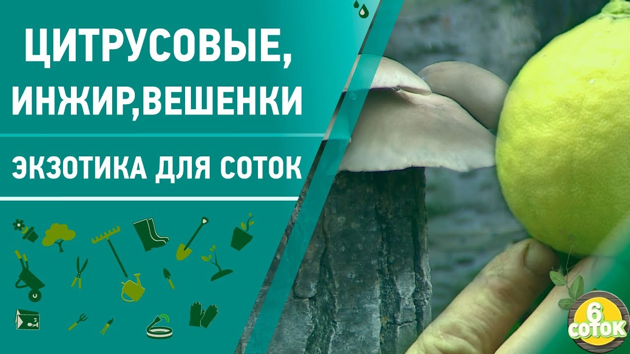 Цитрусовые, инжир, вешенки. Экзотика для соток. 6 соток 25.11.2019