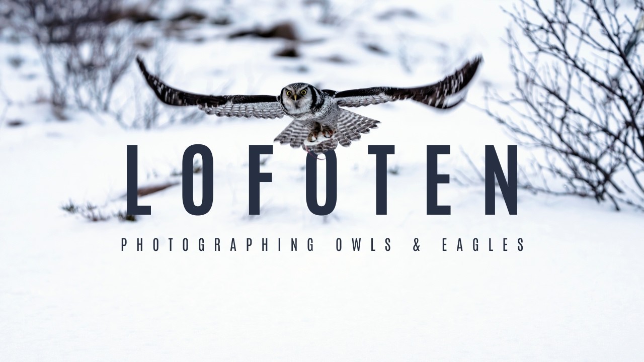 Epic Lofoten Adventure: Northern Lights & Capturing Majestic Eagles and Owls! | Lofoten Vlog