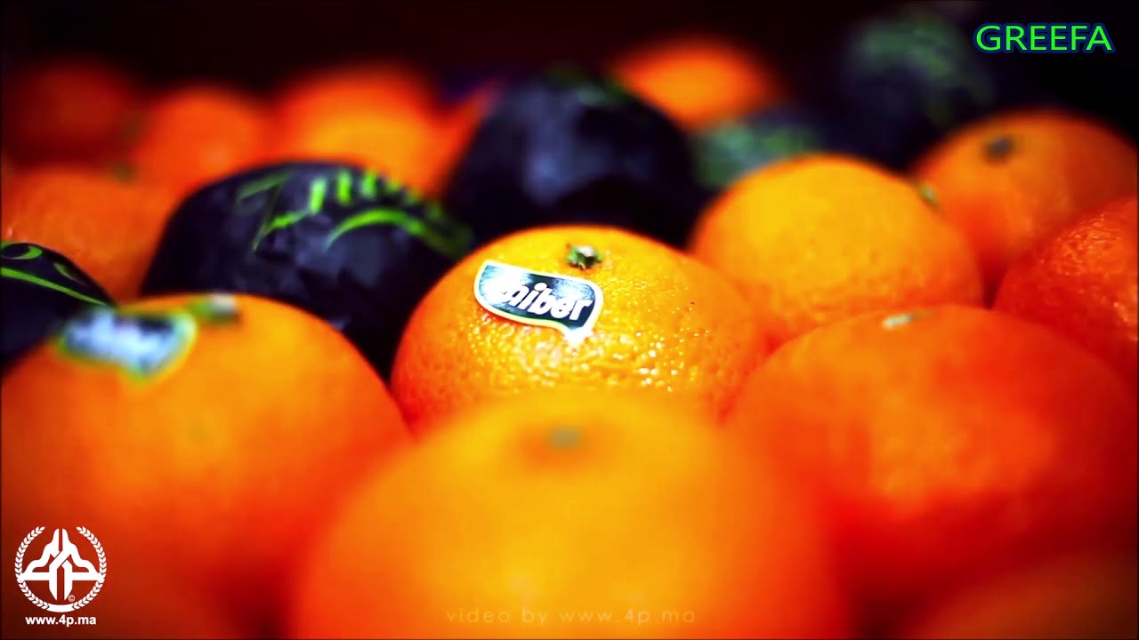 Citrus sorting & packing @ Domaines Zniber - Morocco 🍊 #greefa #sorting #packing