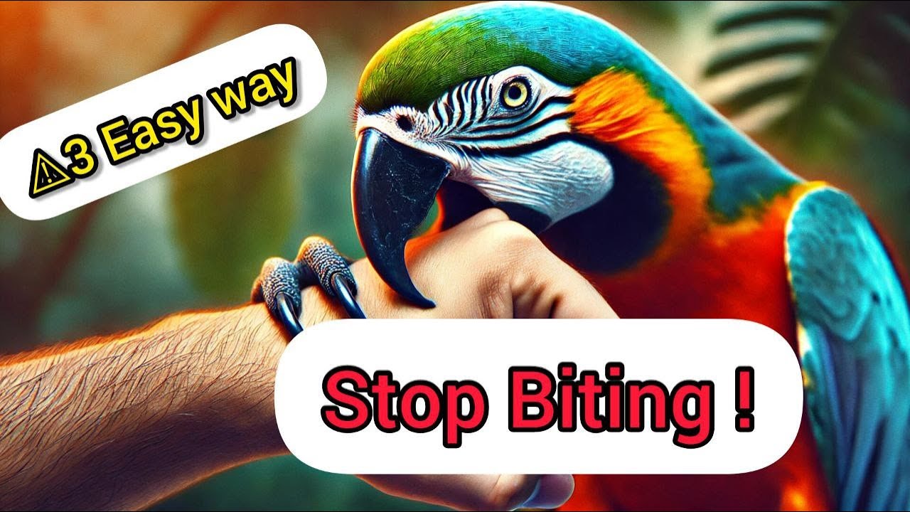 «Как отучить попугая кусаться – 3 проверенных шага, которые вы ОБЯЗАТЕЛЬНО должны попробовать!»