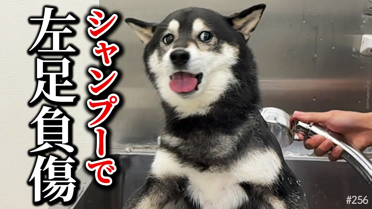 シャンプー行ったら左足を負傷して帰って来た柴犬