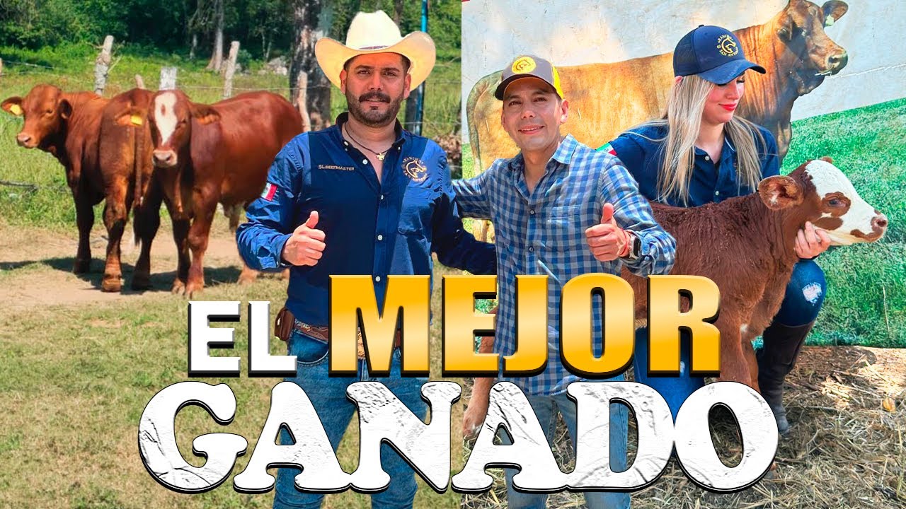 TOROS 4X4 ¿GANADO ES IGUAL A DINERO? Vacas super resistentes BEEFMASTER