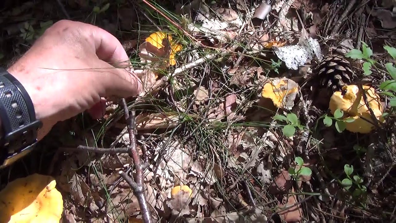 21-07-2020 ...  Kosz i wiadro kurek ... w jednym miejscu    !!!!!!!!!!!!!   część   1