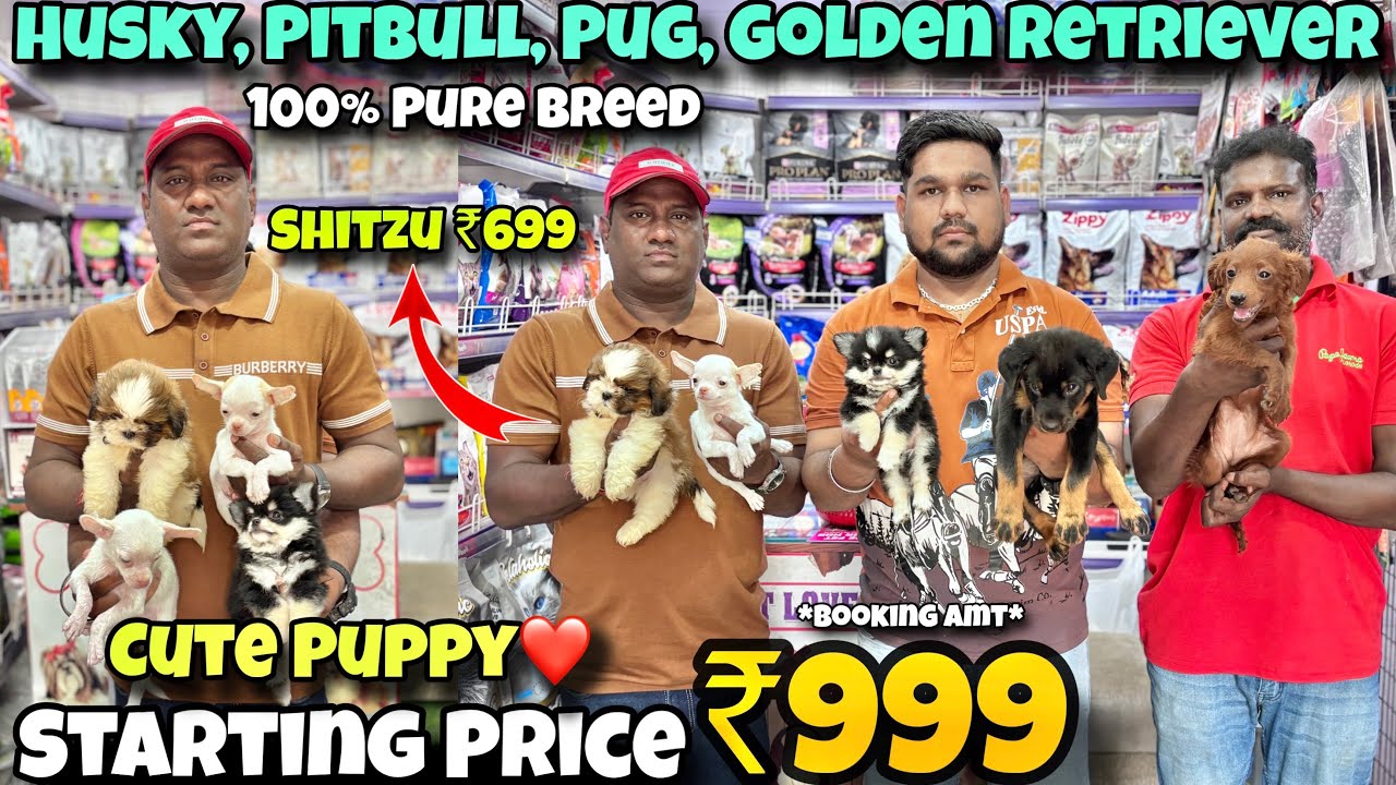 Cheapest Dogs Market In Delhi NCR | German Shepherd, Husky, Pitbull | Dog in 999* | Pet Lover Hub