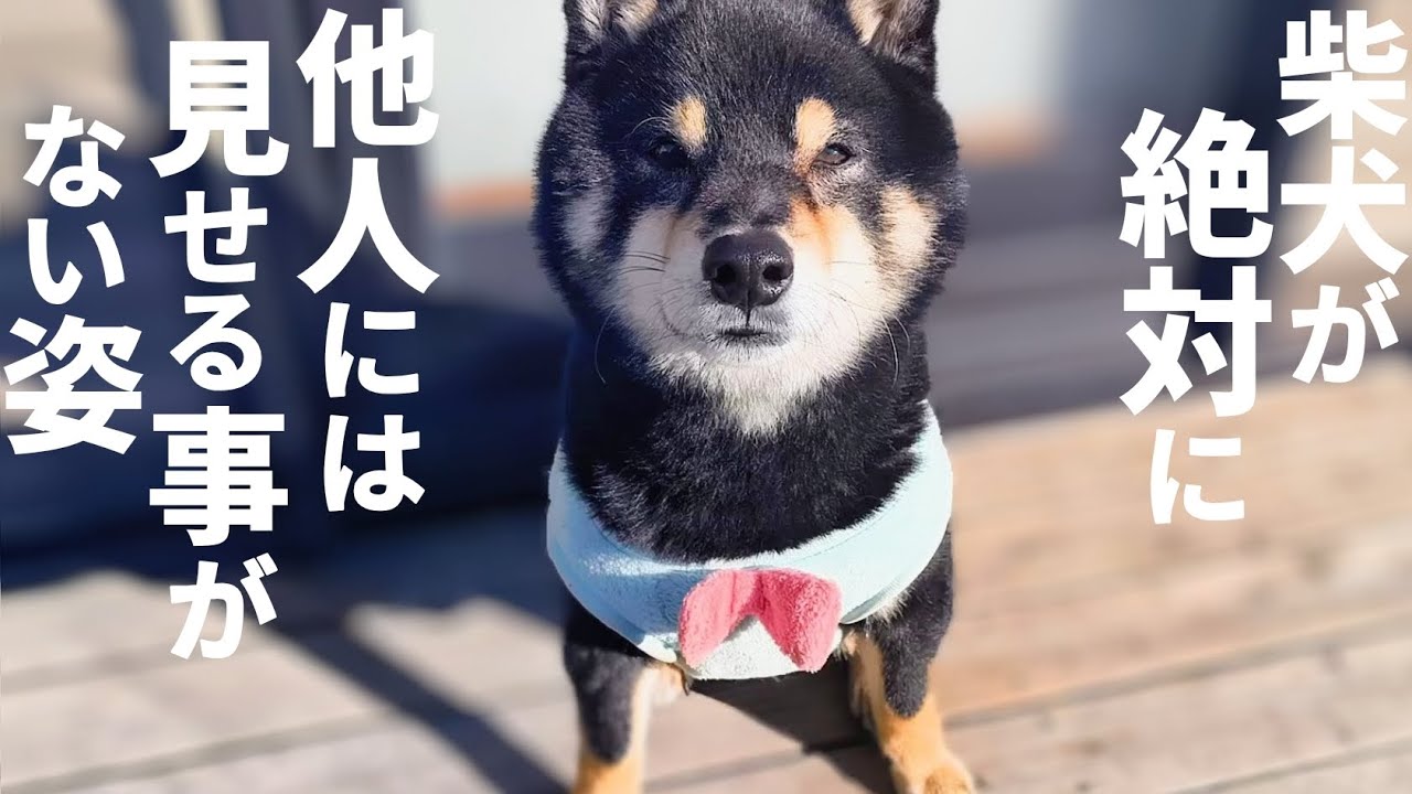 柴犬にとって特別な人にしか見せない姿がこれなんです。【黒柴犬】【shiba inu】