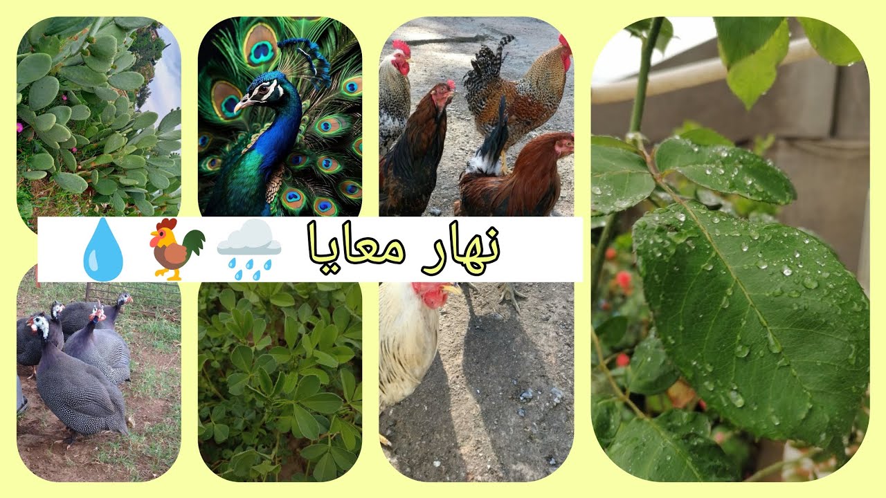 نهار معايا🥰✌🏻،الجديد في جردة🍀🌱،قادينا لدجاج فين ياكل🐓🦚🦃🐔،جولة في ارض جارنا 🚶🏻‍♀️🌿🪾