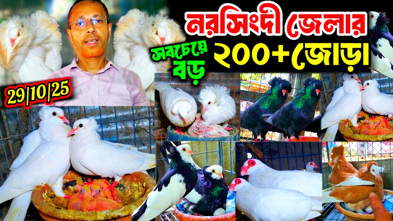 ২০০ জোড়া কবুতরের বিশাল খামার নরসিংদী জেলা || 100% কোয়ালিটি ফুল কবুতর কিনুন || শতভাগ ডিম বাচ্চা সহ ||