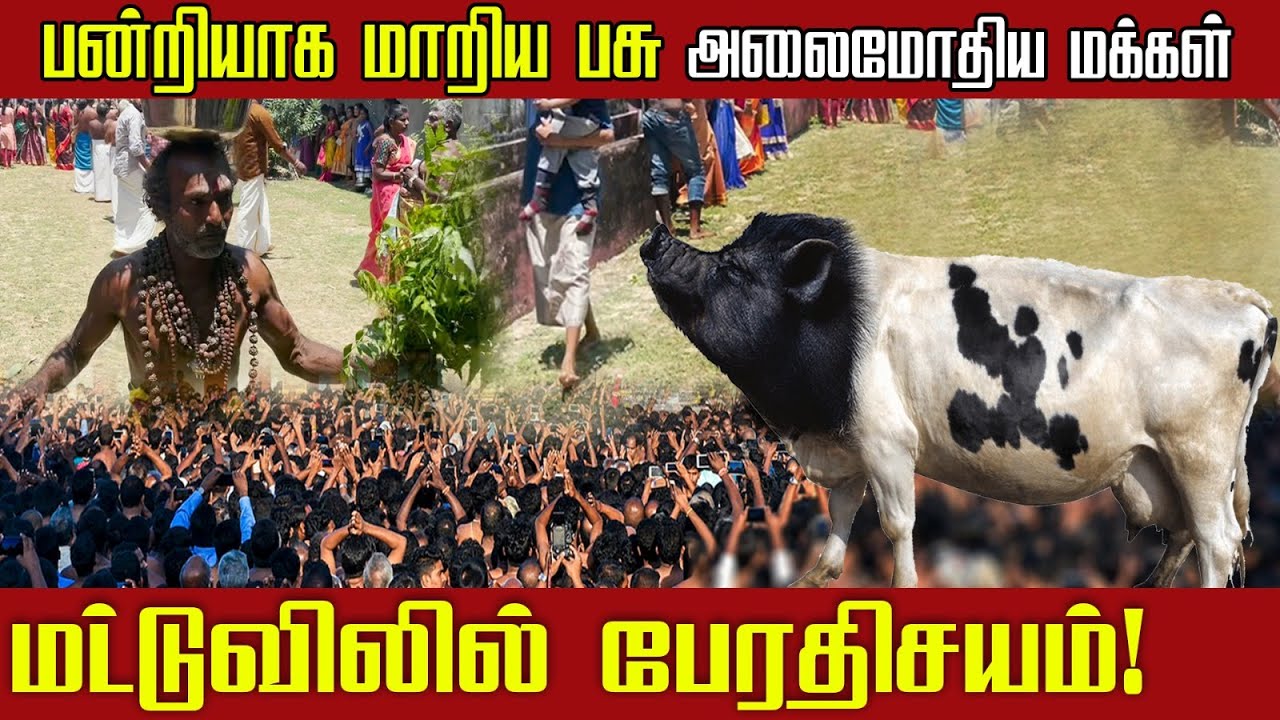 பன்றியாக மாறிய பசு ! அலைமோதிய மக்கள் - பேரதிசயம்! | Madduvil PantrithalachchiAmman Temple