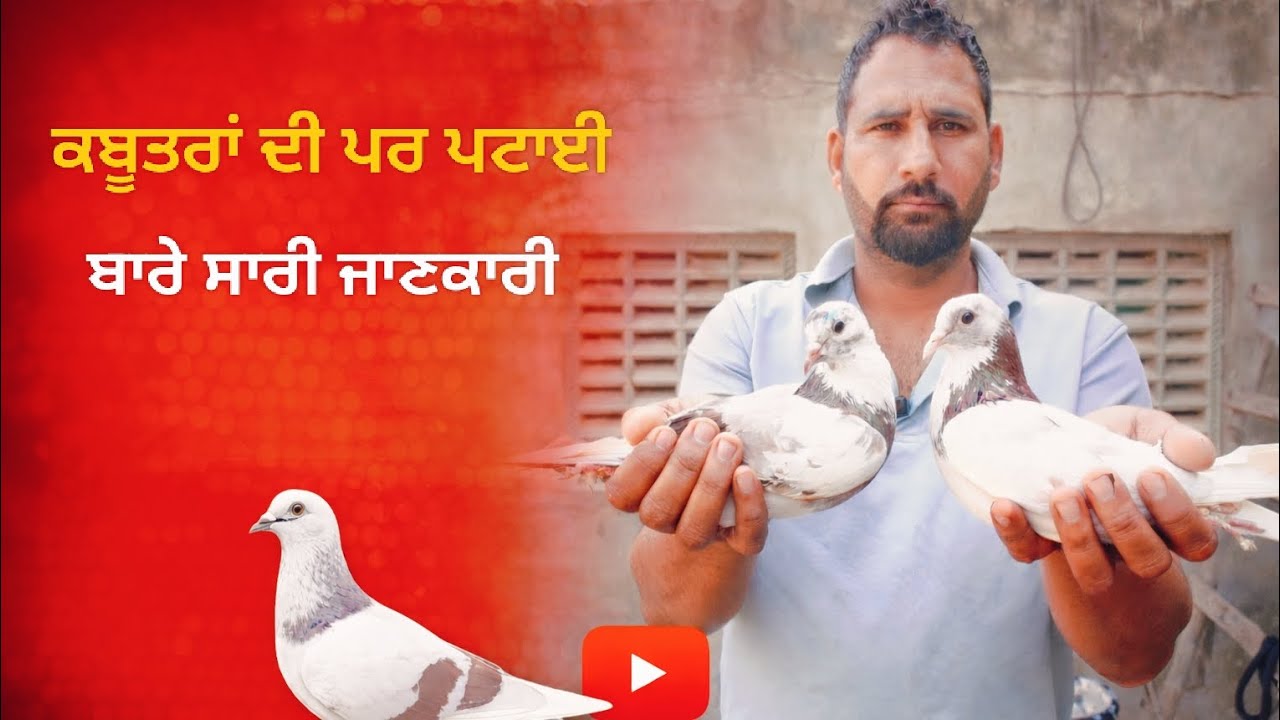 ਇਹ ਗੱਲਾਂ ਹਰ ਇੱਕ ਖਿਡਾਰੀ ਨੂੰ ਕਬੂਤਰ ਕੱਢਣ ਲੱਗੇ ਪਤਾ ਹੋਣੀਆਂ ਚਾਹੀਦੀਆਂ,, 