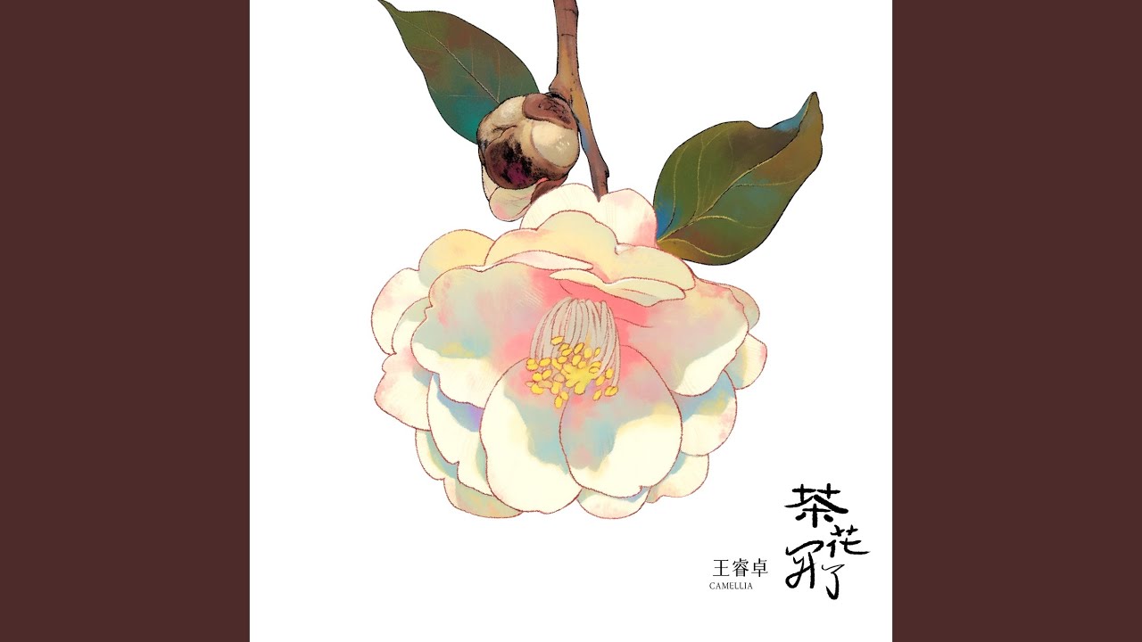 茶花开了