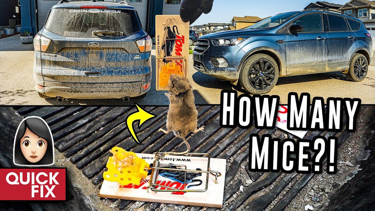 Cleaning A Farm Girl's Vehicle That Was INFESTED With Mice!