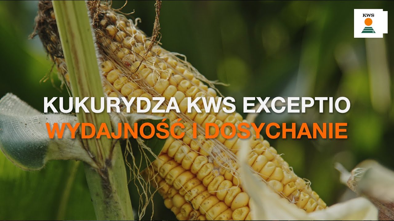 🚜 Mocny start i wysoki plon? Sprawdź kukurydzę KWS EXCEPTIO!