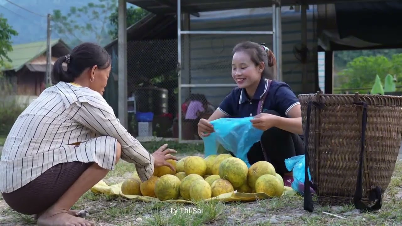 How to harvest winter squash, taro, and pomelo for sale l Lý Thị Sai