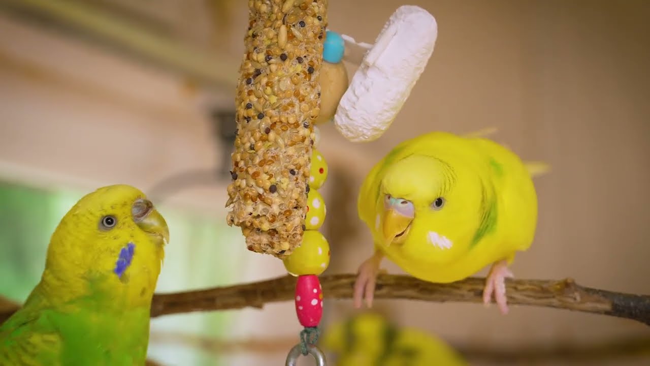 Listen morning sounds of budgies for 1 hour