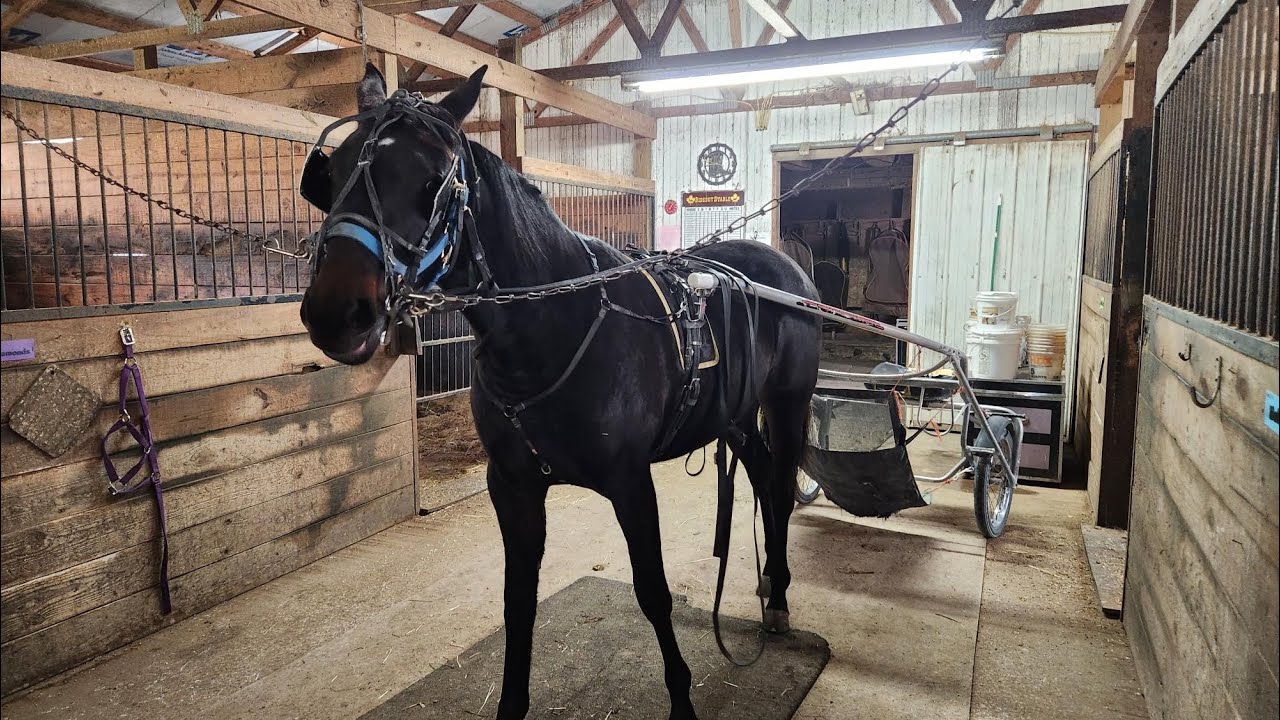 Winter Training, A Day in the Life of a Two Year Old Trotter.