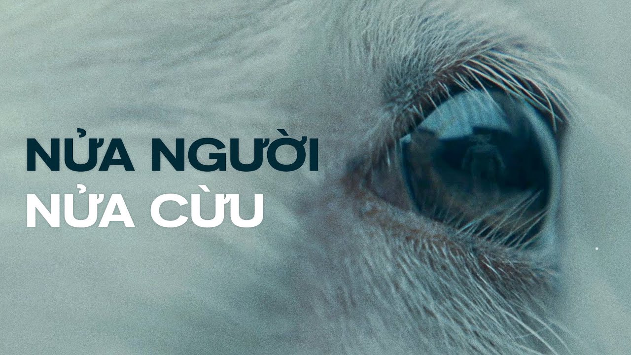 Chuyện gì đã xảy ra trong LAMB?