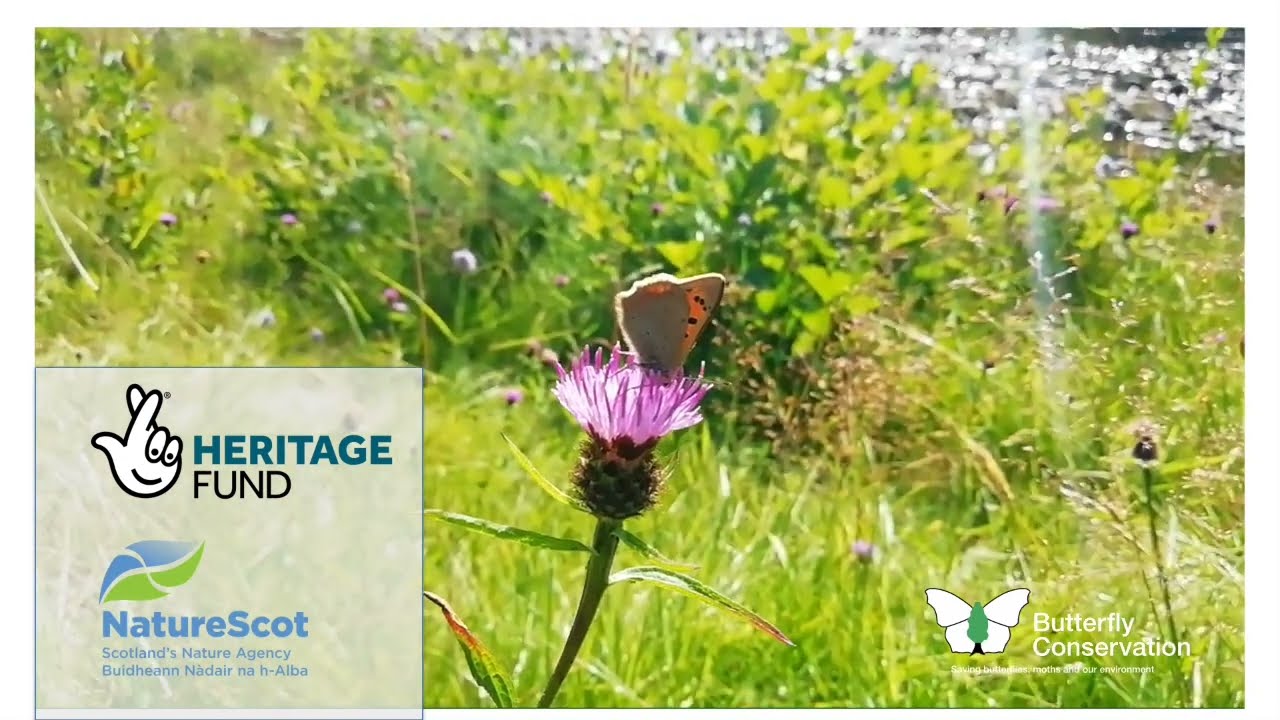 Meadow creation and management for butterflies and moths