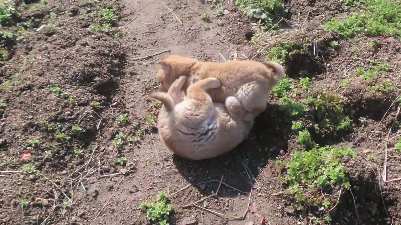 畑で大暴れの子犬3兄弟