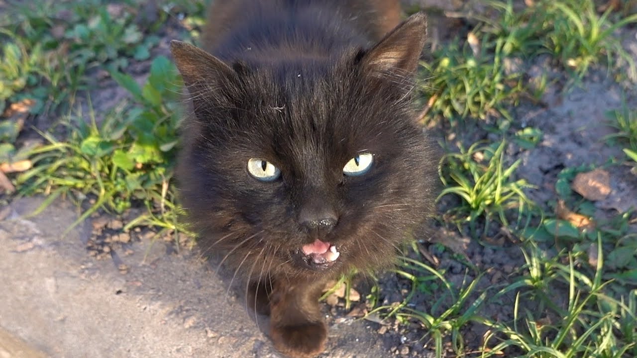 Only black cat meow