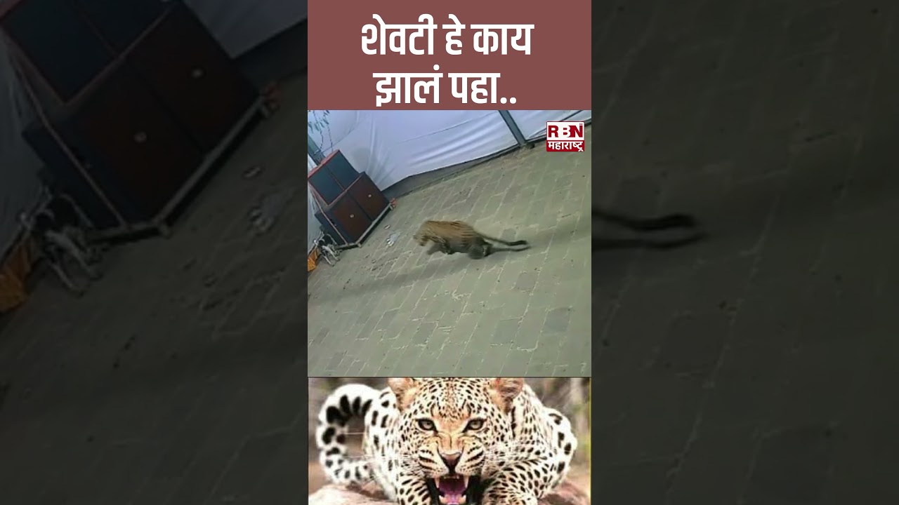 leopard attack on a dog