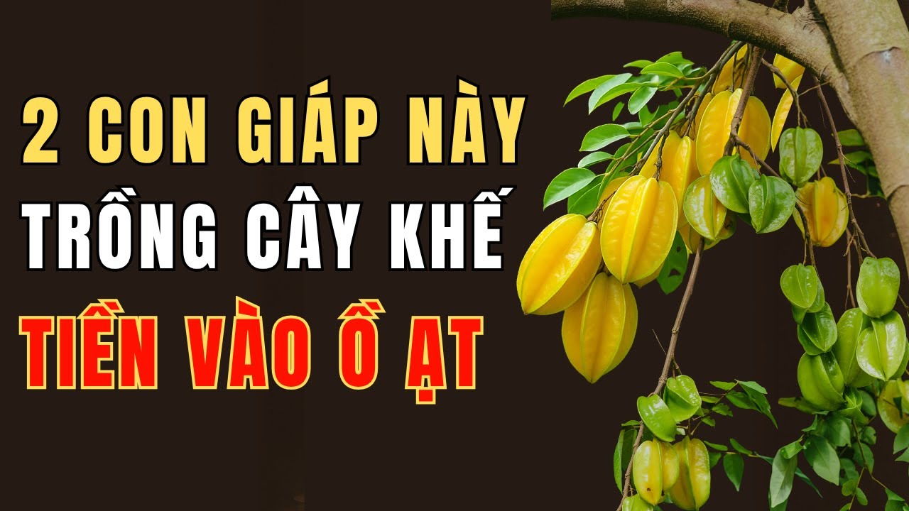 Cây Khế Chiêu Tài – Hai Con Giáp Trồng Ngay Là Giàu Cả Đời, Phúc Lộc Đổ Về Như Suối!