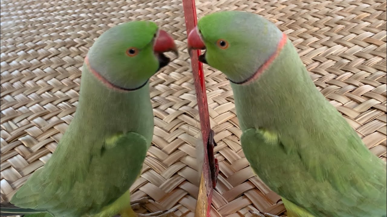 Talking parrot Green parrot talking rinknack parrot 
