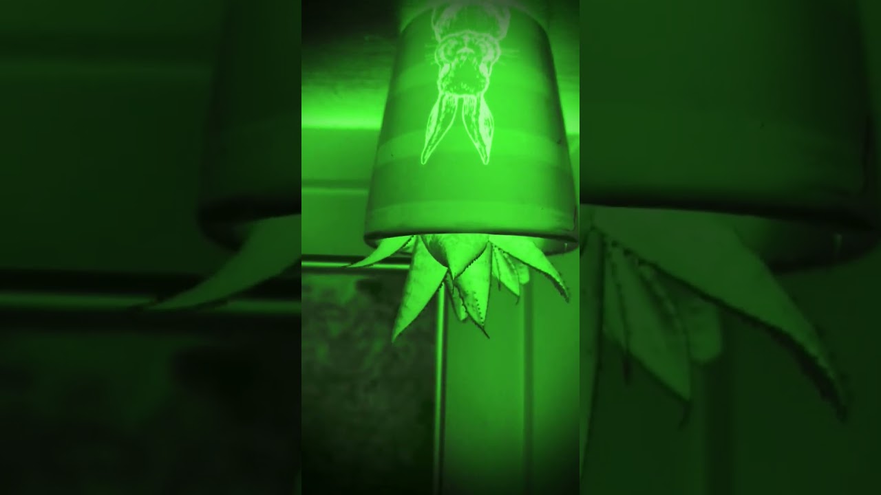 Transition #transition #shorts #fyp #plant #youtubeshorts