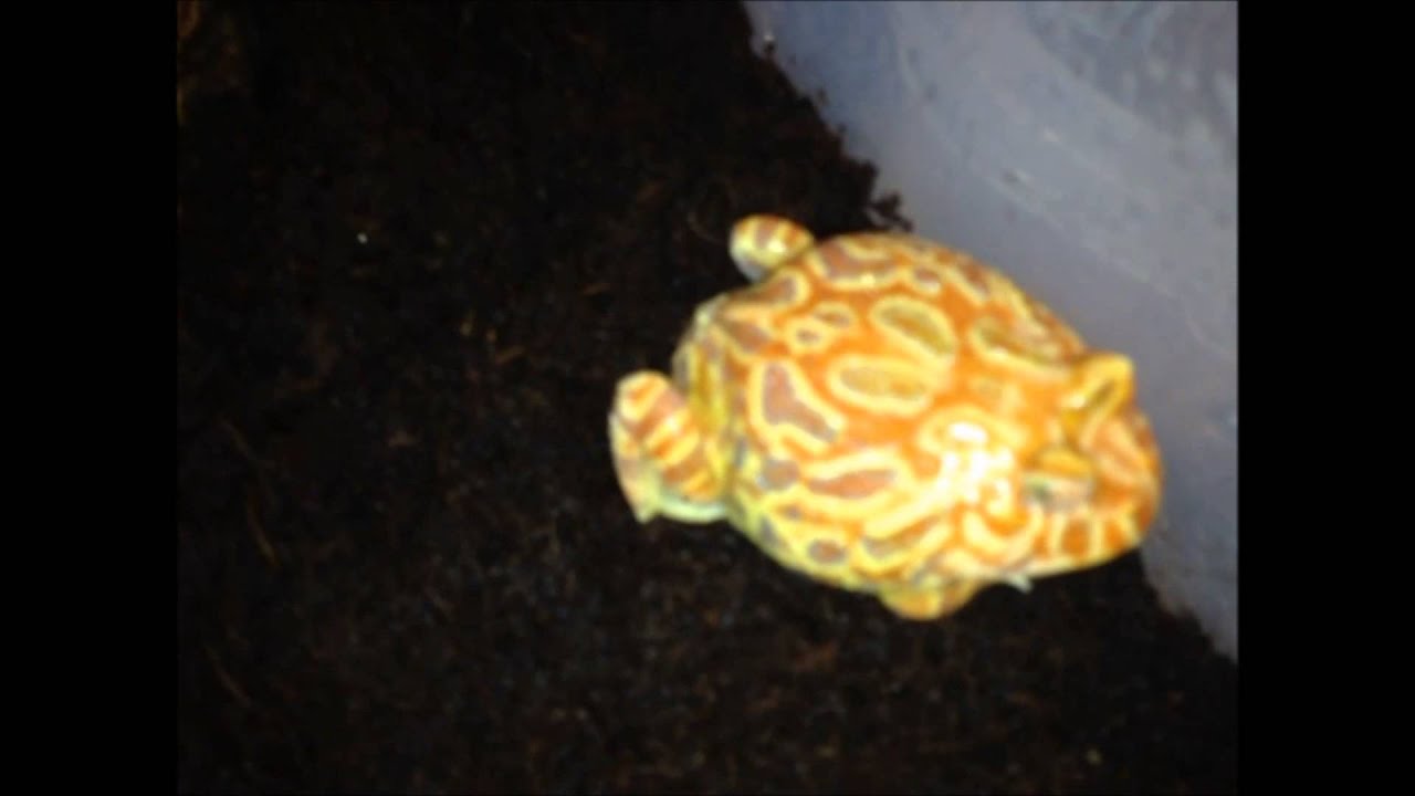 Horned Frog - Ceratophrys cranwelli (Strawberry-Pineapple-Albino) after we cleaned the cage