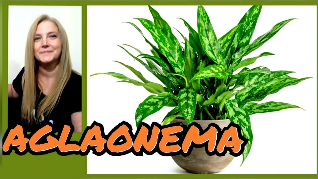 AGLAONEMA │AGLAONEMAS CUIDADOS │ aglaonema costatum. @VerónicaCampaniniPlantas