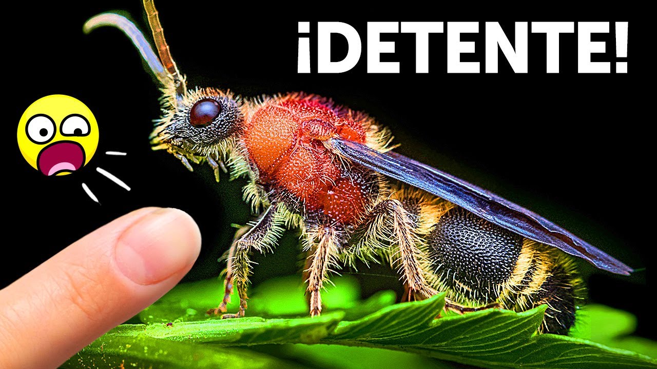 No te metas con estos insectos