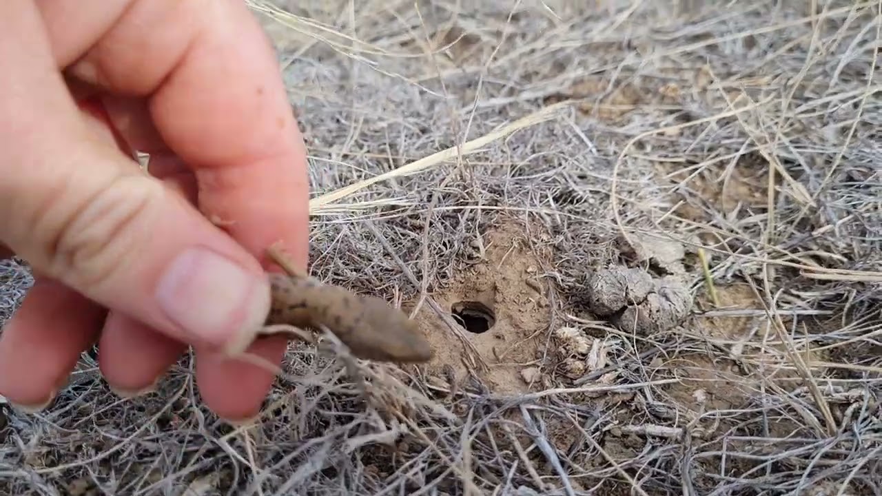 Neonate pygmy bluetongue entering spider burrow