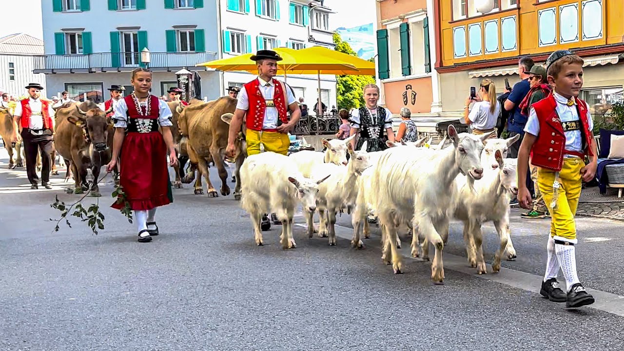 Sunny Alpine Swiss Cattle Drive Appenzell 🇨🇭 🐐 🐄 ☀️ Weissbad - Steinegg - Appenzell - Schlatt