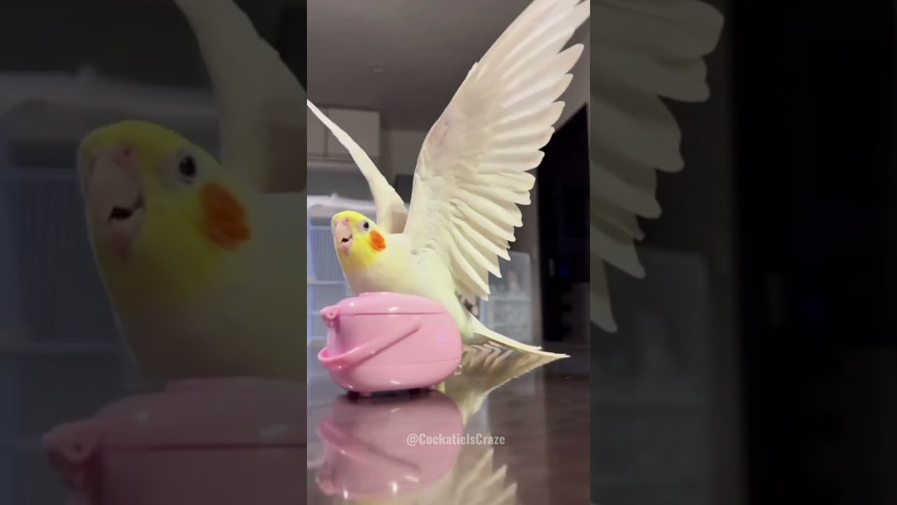 Adorable Cockatiels' Cute Compilation 😍