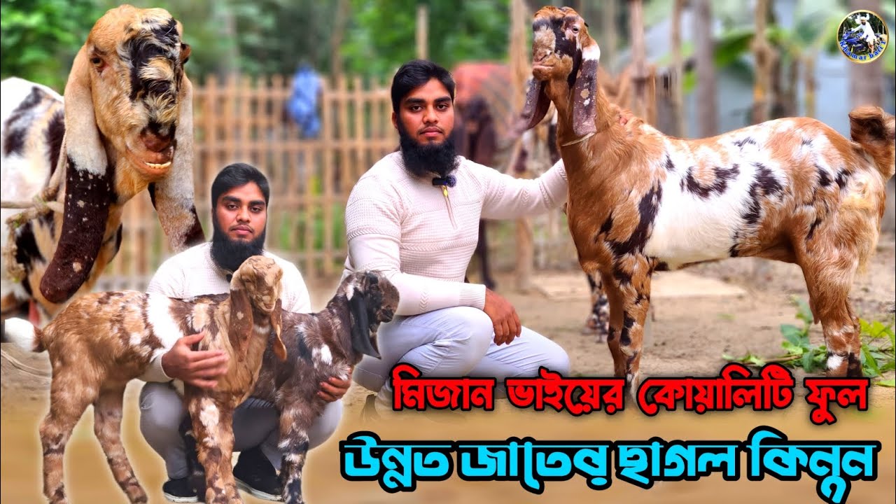 👉টপ কোয়ালিটির তোতাপুরী ছাগল ও খামার উপযোগী বড় দুধের ছাগল কিনুন মিজান ভাইয়ের  ফার্ম থেকে ঔষধিগ্রাম