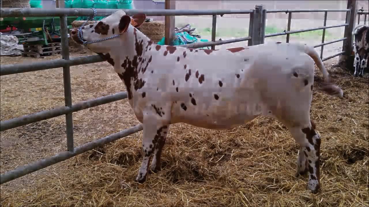Concours Génisses Normandes - 25 26 juin 2016 - Les Jeunes de Normande Star