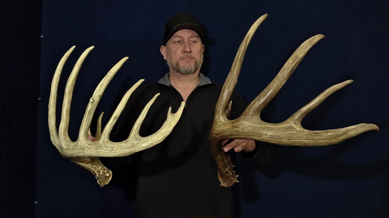 Two World Class Typical Whitetails Knife Handle Shed from Iowa and Paske Shed from Illinois 