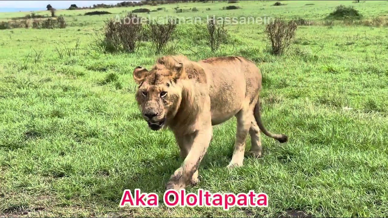 Rongai Rockers