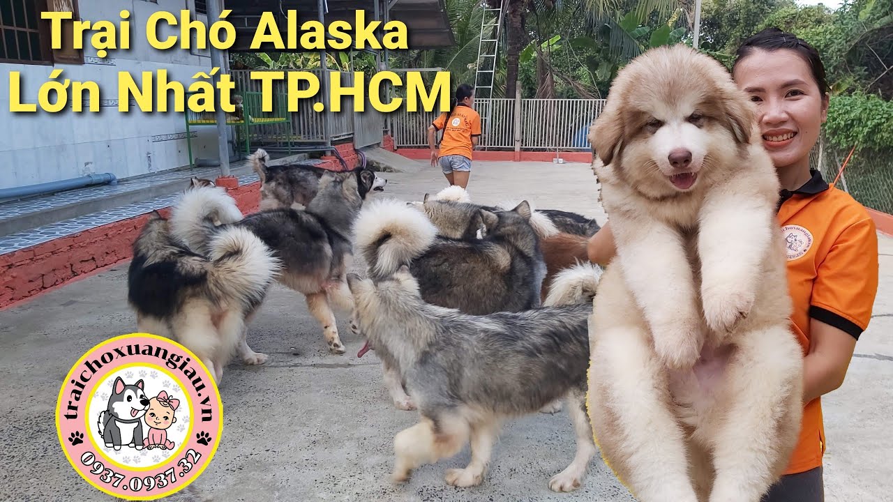 TRẠI CH&Oacute; ALASKA LỚN NHẤT TP.HCM | Trại Ch&oacute; Xu&acirc;n Gi&agrave;u | Li&ecirc;n Hệ : 0937. 0937. 32