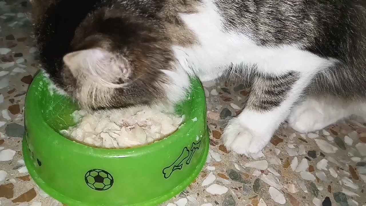 Tail-Wagging Taste Test: Homemade Cat Food - Learn How To Make Cat Food at Home