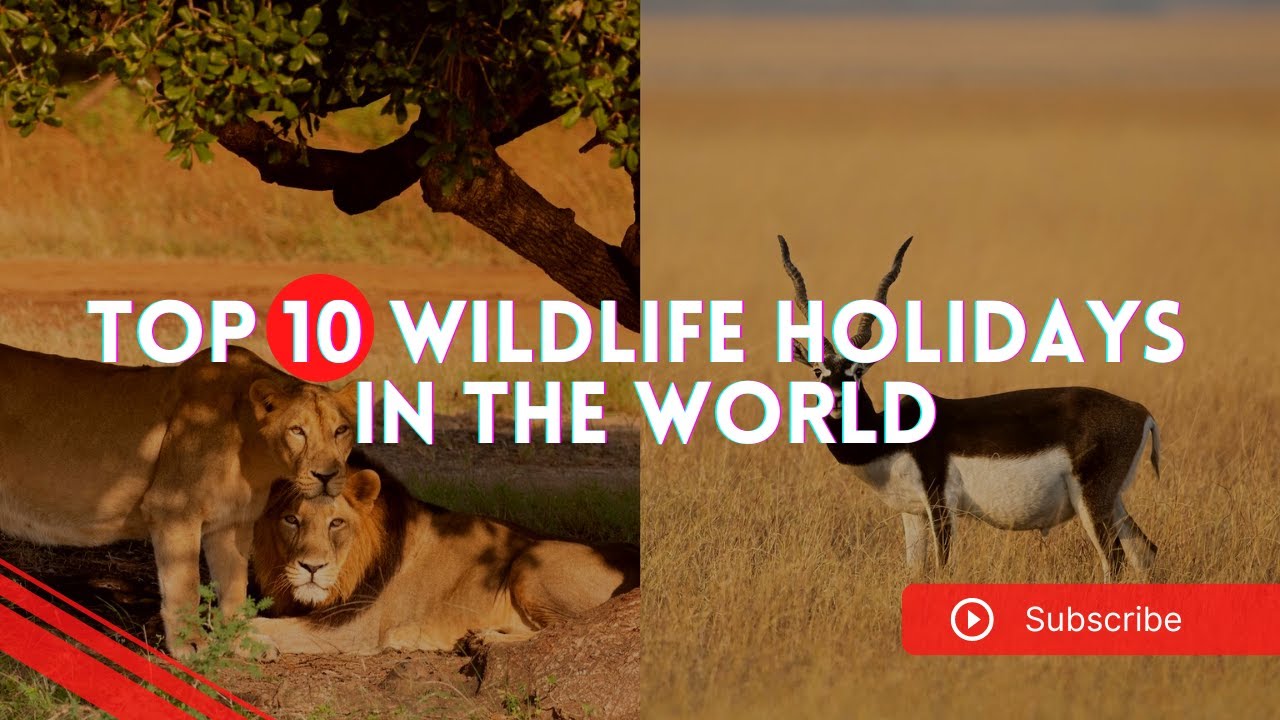 Top 10 Wildlife Holidays That Are Unique And Truly Worth The Trip