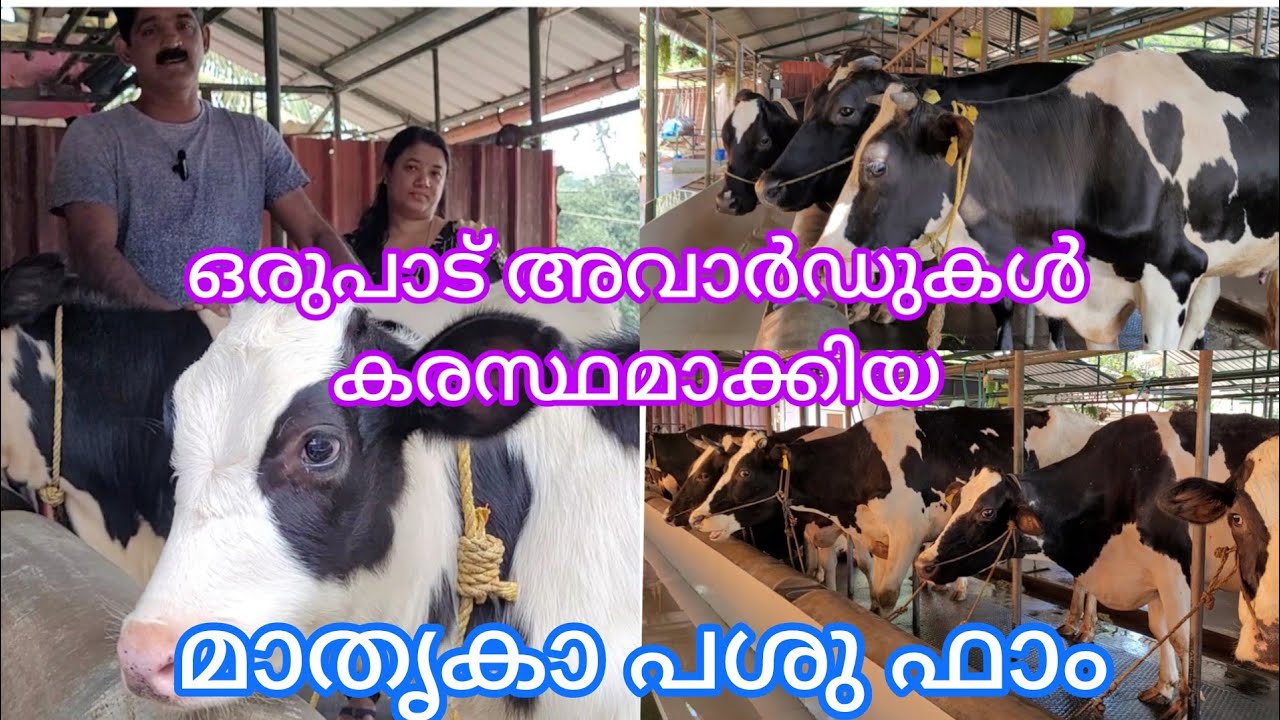 പശു ഫാം സെറ്റ് ചെയ്യുമ്പോൾ ഇങ്ങനെ ചെയ്യണം,ഈ ഫാമിൽ എല്ലാം സിസ്റ്റമാറ്റിക് ആണ്. cowfarming