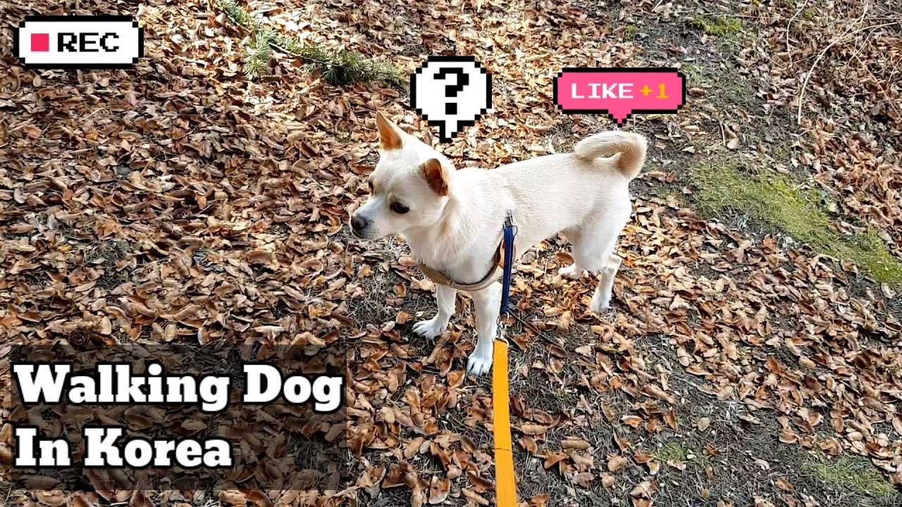 Walking Korean Dog in Korean | Full | No edited | No music