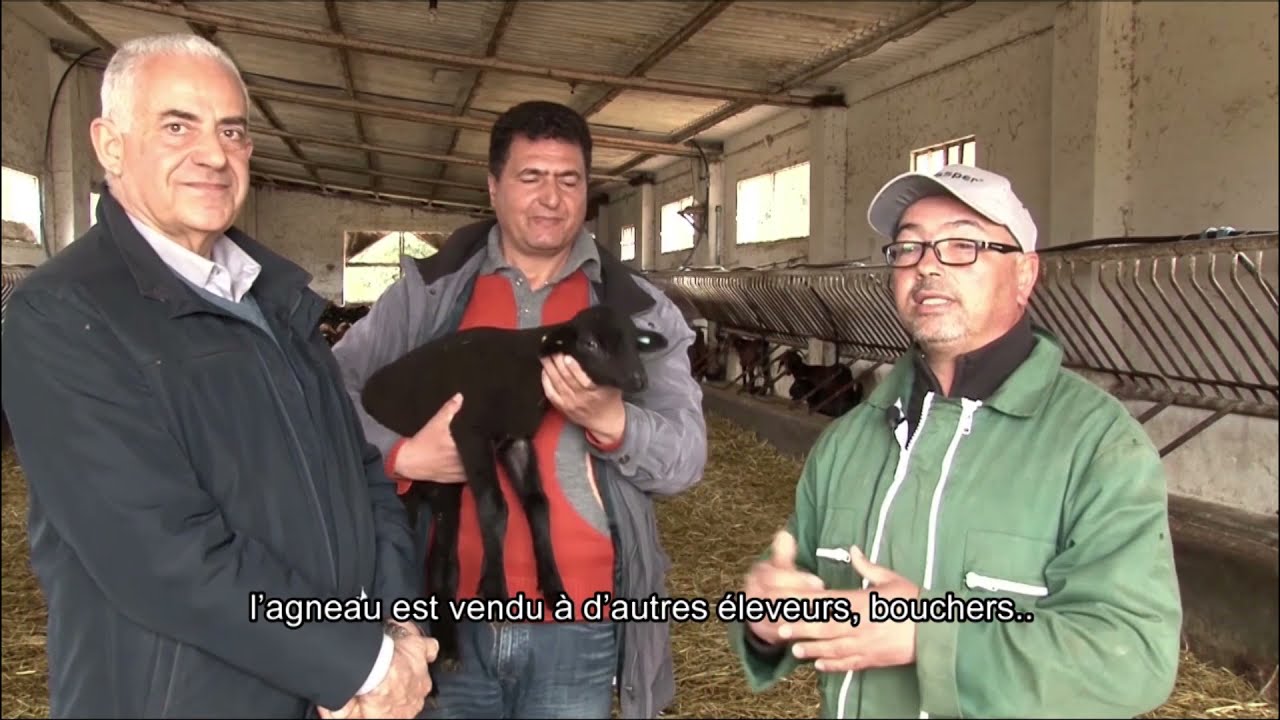🇫🇷 Élevage et production de viande Noir de Thibar