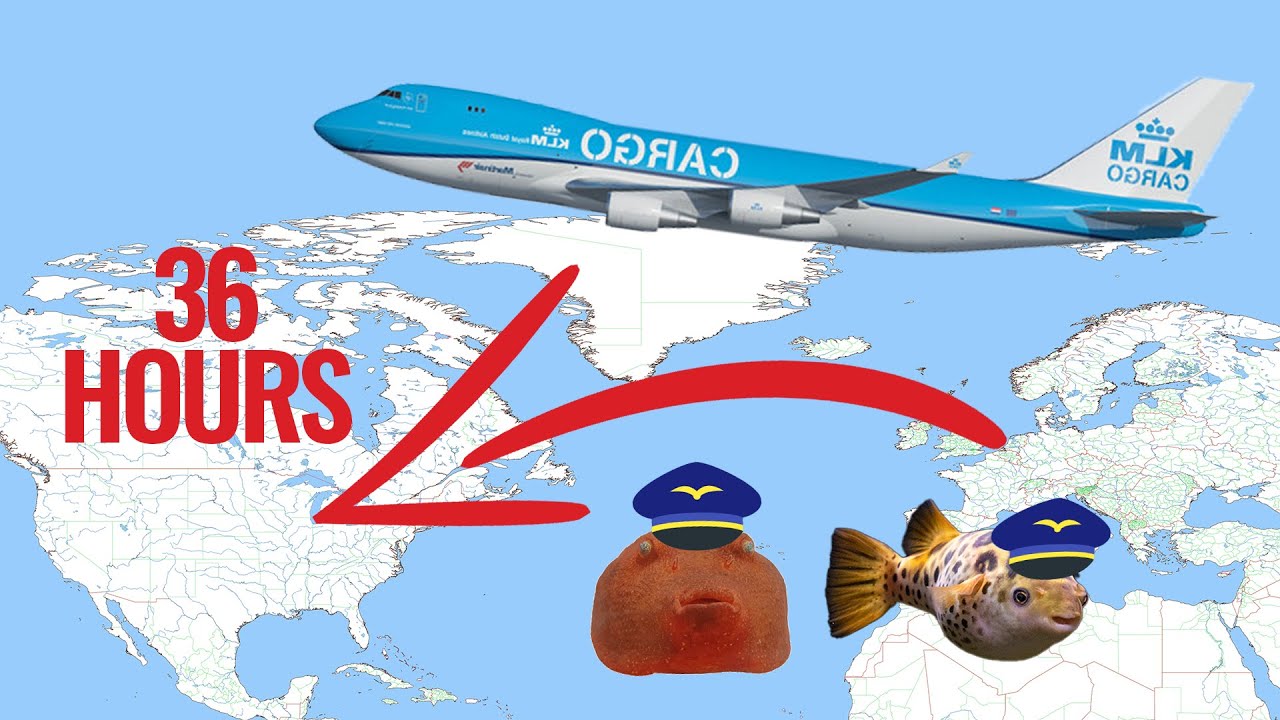 I FLEW my fish across the ocean!